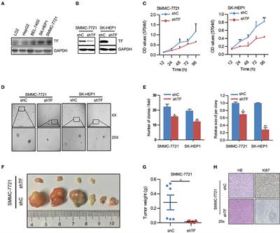 Targeting TF-AKT/ERK-EGFR Pathway Suppresses the Growth of Hepatocellular Carcinoma